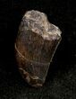 Allosaurus Tooth From The Dana Quarry, Wyoming #1333-1